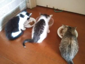 この感じもあと数日