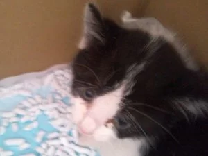 捨て猫ちゃん初日の夜は・・・