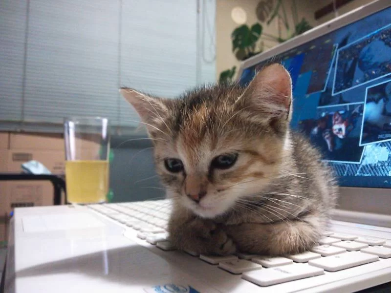 新しい家族のところへ・・・・。