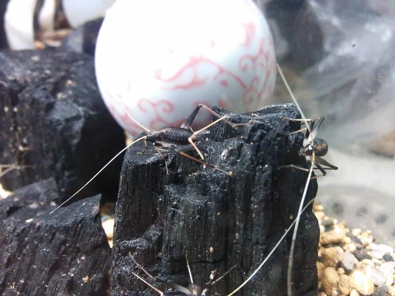 育ってきた鈴虫の幼虫