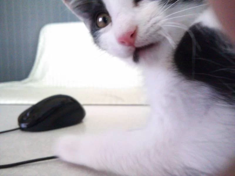 安上がり！お菓子の袋でも熱く遊べる元保護猫のモモ（動画）