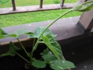朝顔の「摘芯(摘心)」をやってみた 朝顔の「摘芯(摘心)」をやってみた