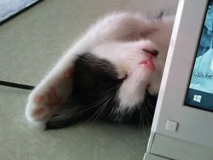 １匹になったら急に楽になった