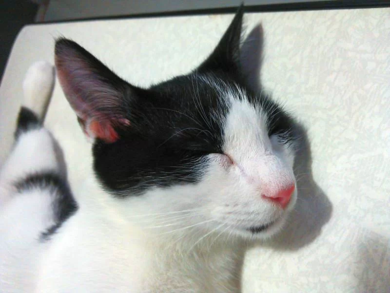 モモ（猫）と同じ生活スタイルにするしか・・・