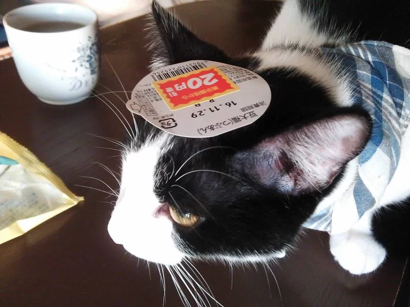 猫ってこんなにいろいろな鳴き方するの？＆こんなにべったり？　～よくしゃべり、金魚のフン的なモモ君～
