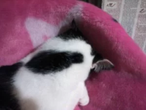 こたつから出てきません・・・