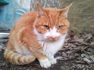 腎臓の機能が低下している「茶ちゃん」を何とか救えないか？　猫の腎臓疾患に関する個人的なお勉強ノート