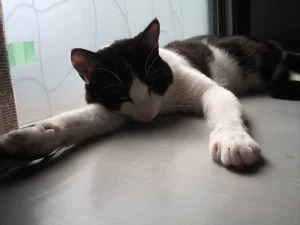 ブラインドがめちゃくちゃだ