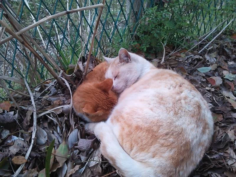 獣医さんで気を失ったわたしは・・・・。