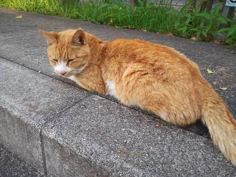 茶ちゃんが我が家にやってきた
