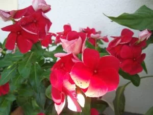 モモ君大好き日日草