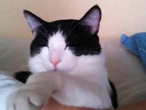 猫ノミ撲滅成功！？ついに窓を開けるように・・・モモ君ニュース