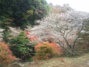 今年の紅葉に四季桜はどうですか？