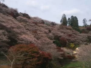 小原四季さくらと紅葉