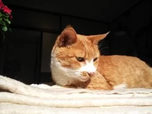 茶ちゃん元気になったしるし。