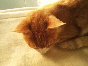 腎不全の茶ちゃんには過酷すぎた・・・。 腎不全の茶ちゃんには過酷すぎた・・・。