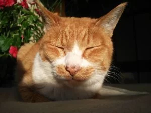 茶くんの鼻の頭にあったゴマ?が・・・・・・。 茶くんの鼻の頭にあったゴマ?が・・・・・・。
