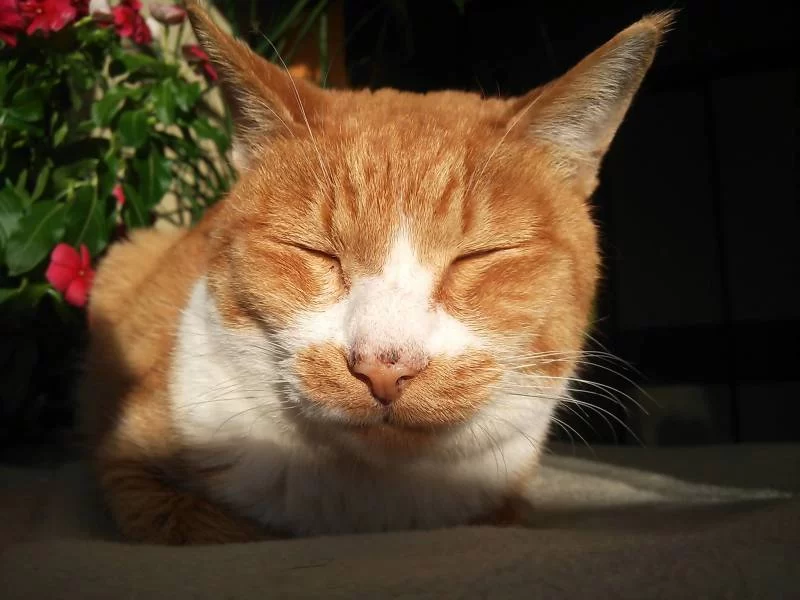 茶くんの鼻の頭にあったゴマ？が・・・・・・。