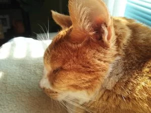 「呼んでるよ～」なのか「誰だあいつは・・・」なのか
