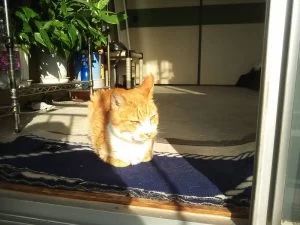 腎不全に猫エイズウィルスキャリアなんて・・・・。