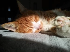 回虫現る!! 猫にまたたびは本当だった・・・ 回虫現る!! 猫にまたたびは本当だった・・・