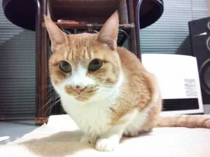 茶ちゃんの近況報告。