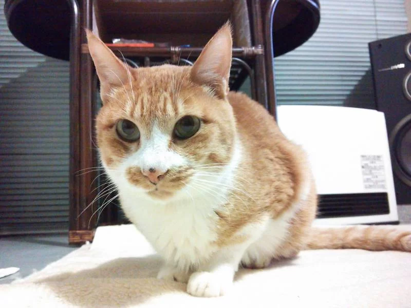 茶ちゃんの近況報告。