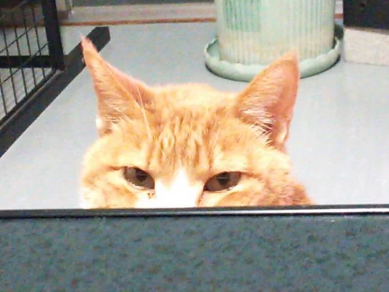 さすが茶くんは元外猫　～テノールの発声～