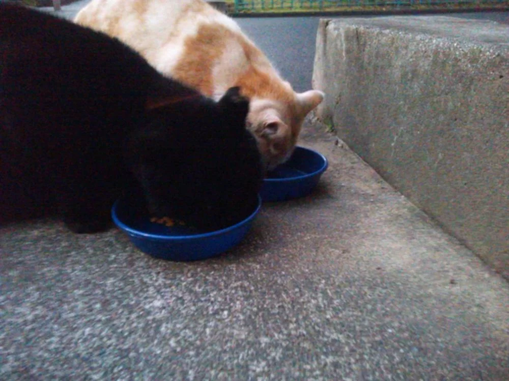 またしても、このふたりにやられた・・・・・。
