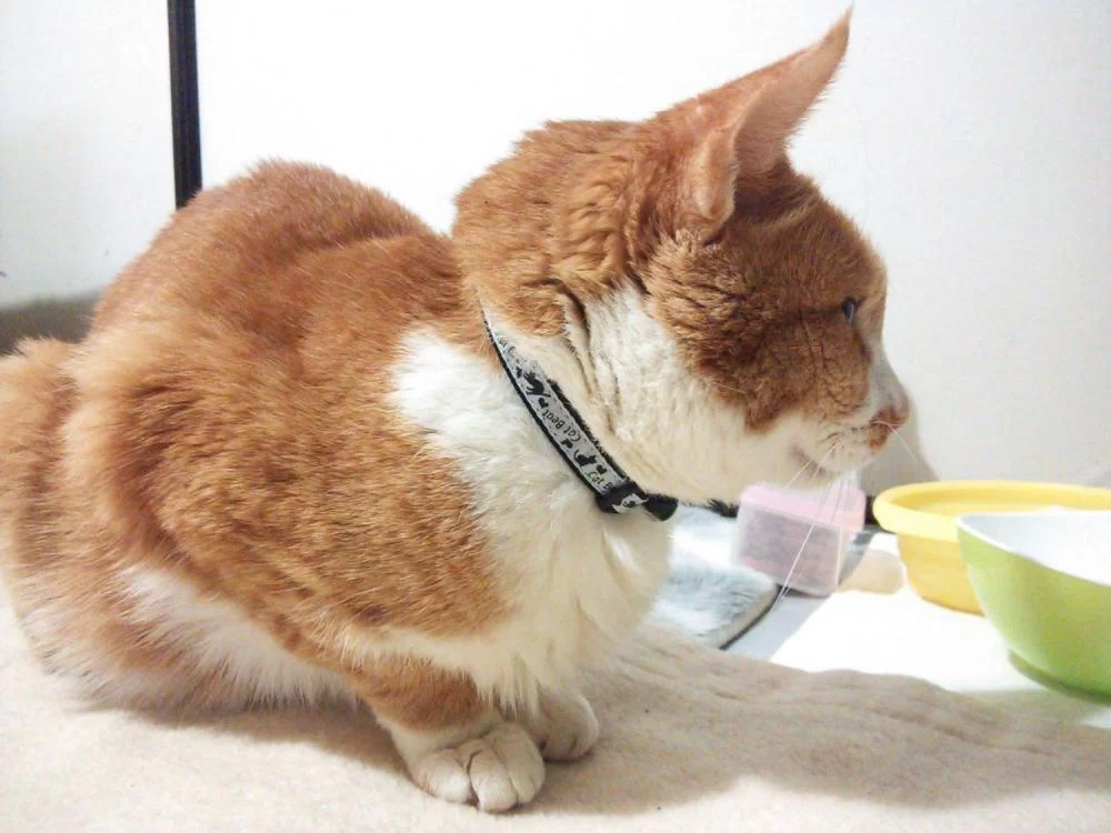 ロダンの考える猫？状態の茶くん。