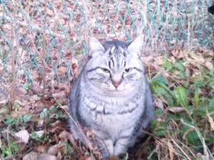 口内炎には、ハチミツが効くは正解か？