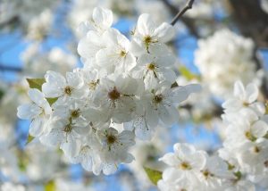 名古屋で桜（ソメイヨシノ）の開花が発表されました　～春到来～