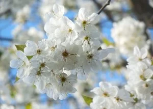 名古屋で桜(ソメイヨシノ)の開花が発表されました ~春到来~ 名古屋で桜(ソメイヨシノ)の開花が発表されました ~春到来~