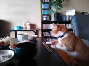 おさかなくわえたどらねこ🎶 おお~これは安い!! おさかなくわえたどらねこ🎶 おお~これは安い!!