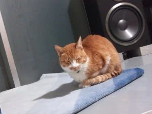 お口くちゃくないのは、調子がいいしるし。