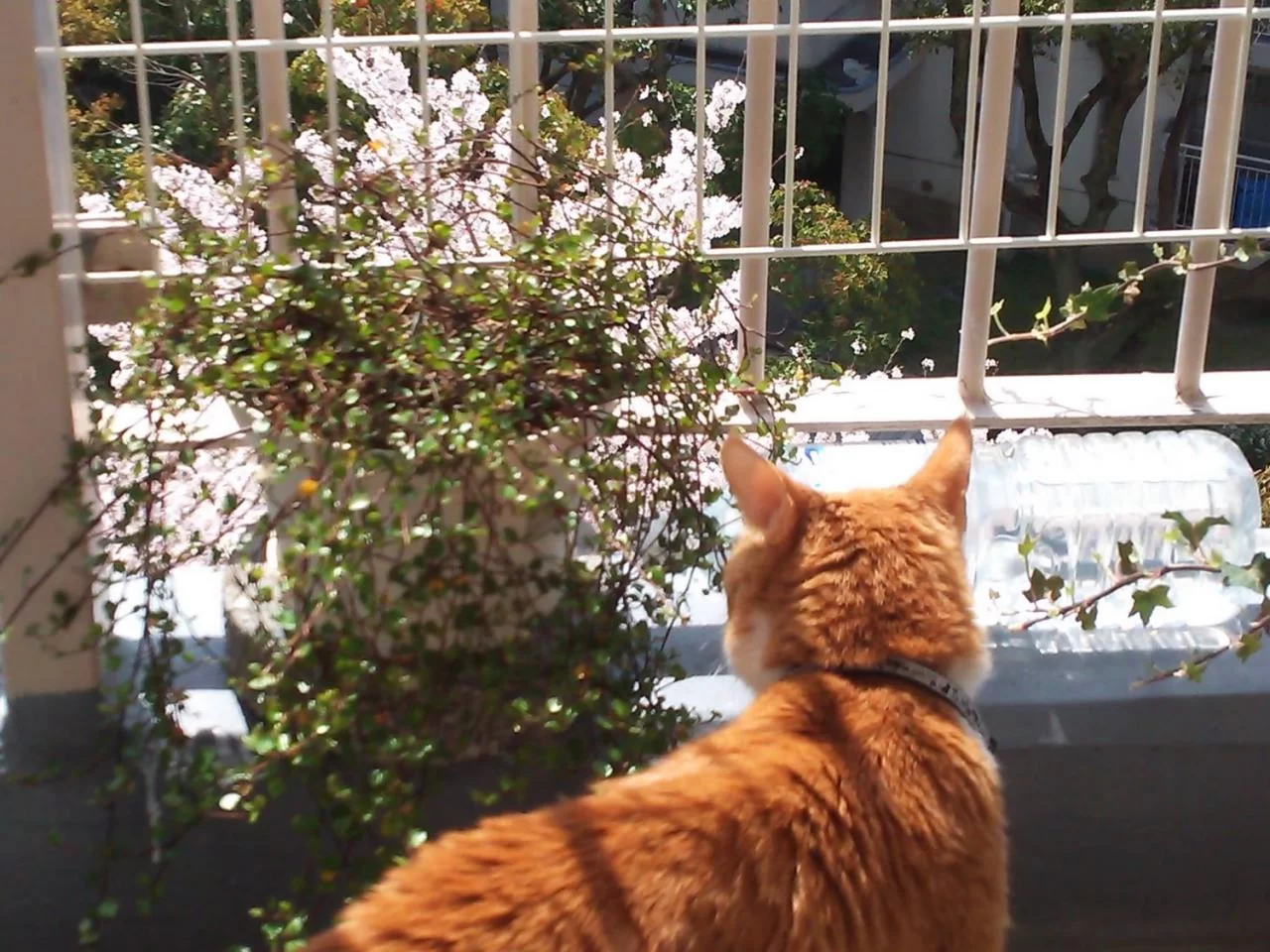 春　🌸　満開！！