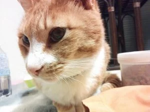 腎不全の猫ちゃんと関わるには【自然】と【なりゆき】が一番なのかも？