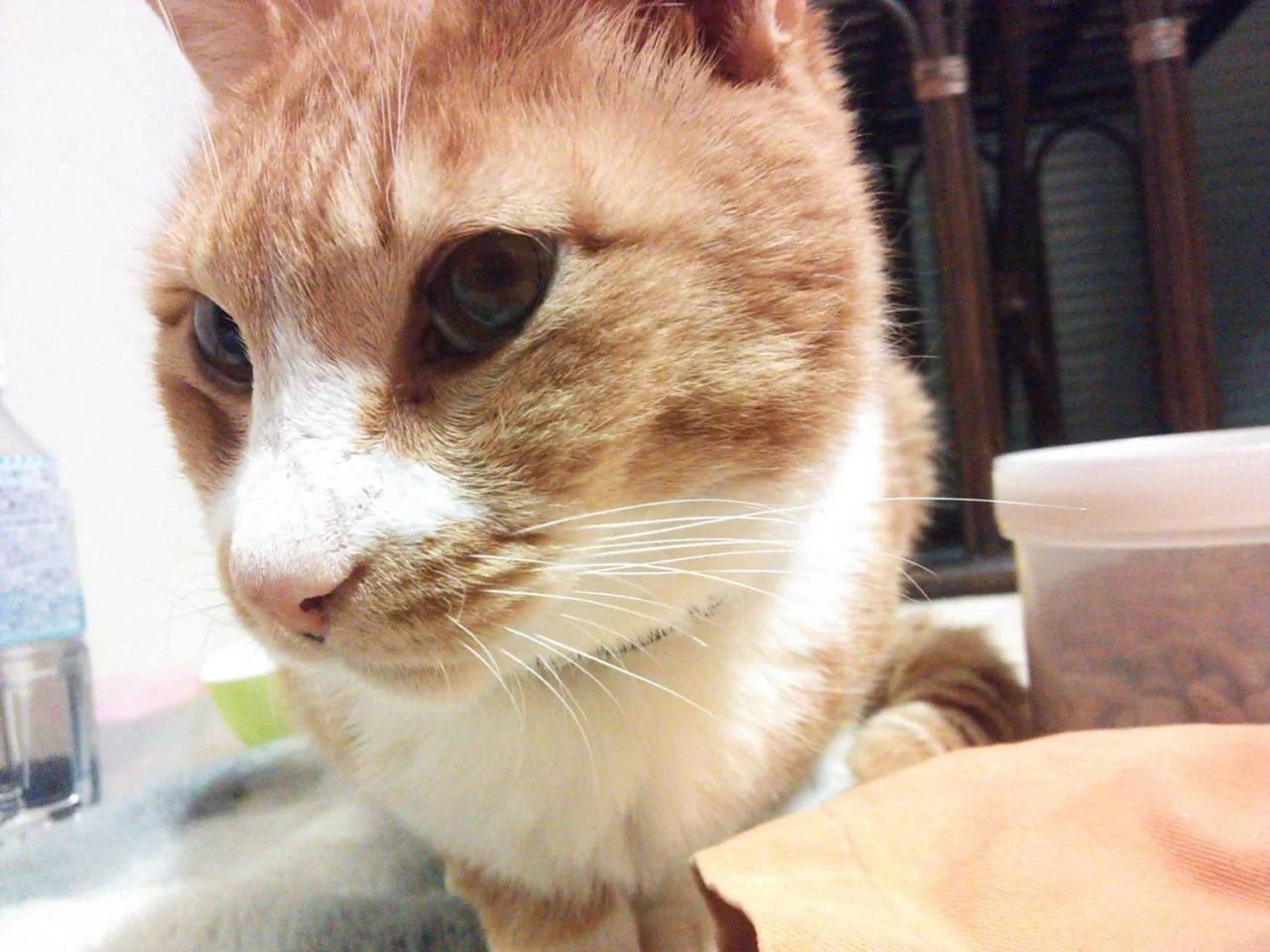 また再発かと心配させましたが・・・・・。|Ordinary Life