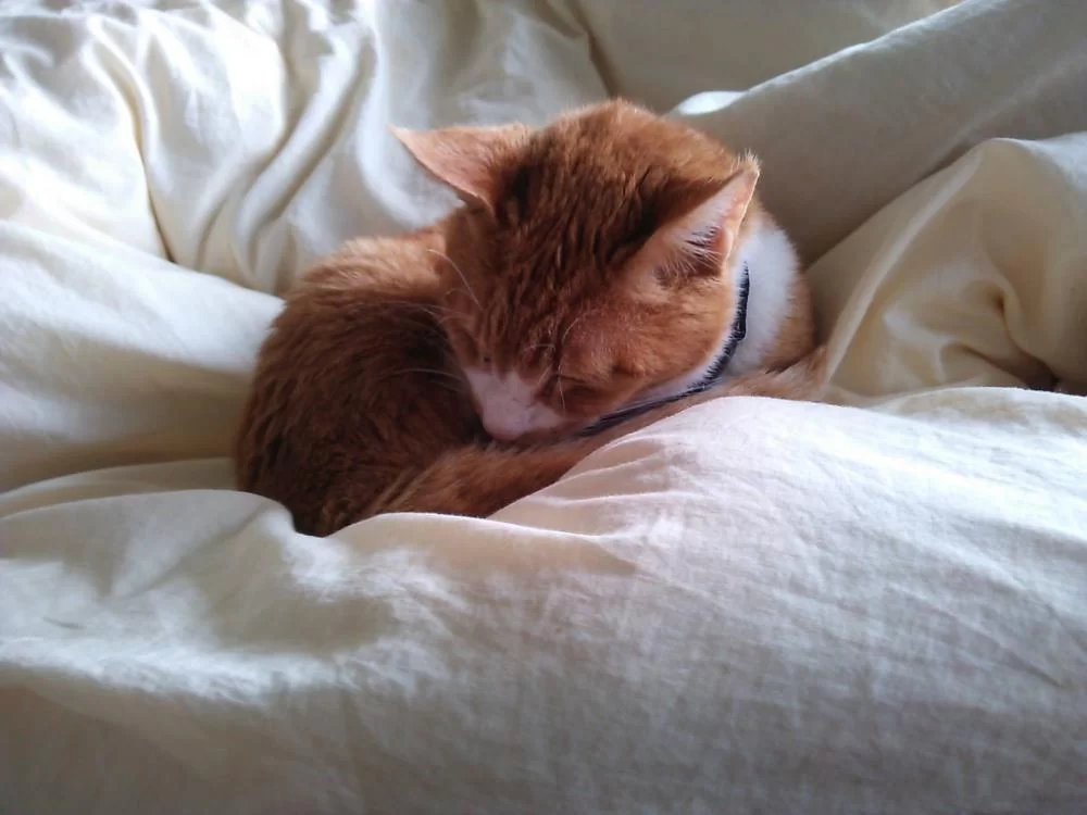茶くんの経過