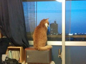 復活!茶くん、黄昏中・・・・。 復活!茶くん、黄昏中・・・・。