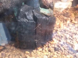 鈴虫の卵見つけた！！