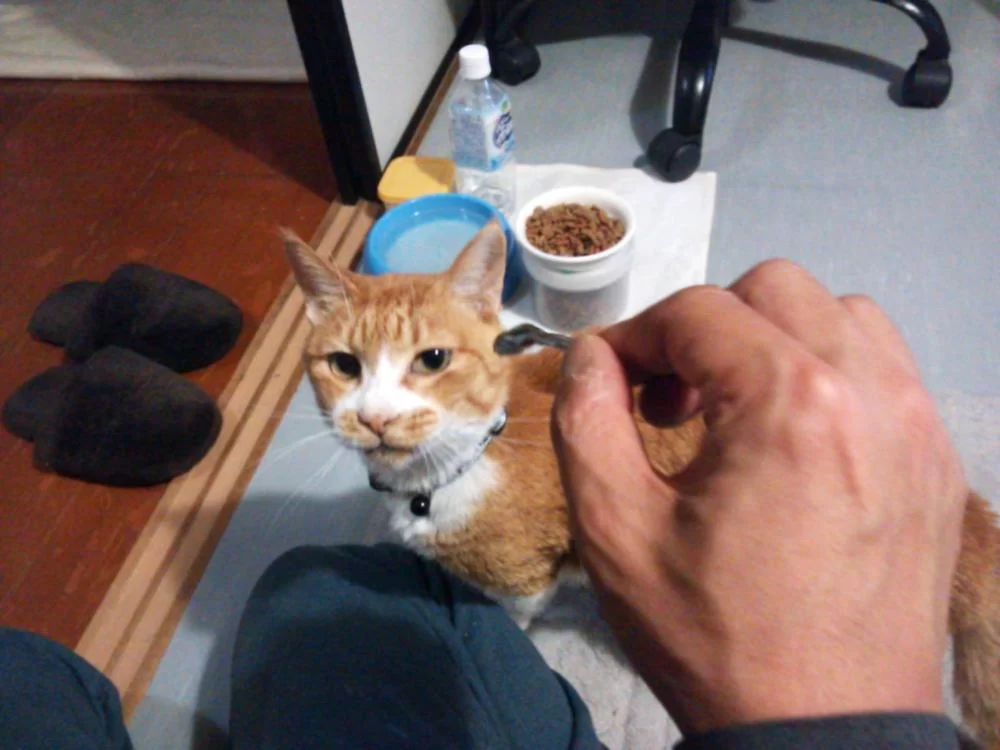 茶くんは頭がいいのか悪いのか・・・！？