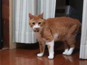 ささみサキサキ、横取りされたぁ～・・・。