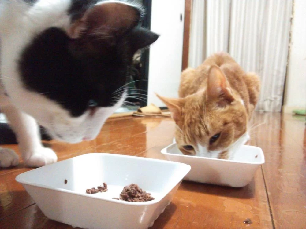 モモと茶　猫