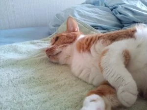 あわよくば外へ！！という気が薄れてきた気がする