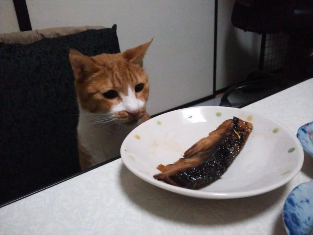 魚、さかな、さかなぁ～、手を出さずにはいられない。