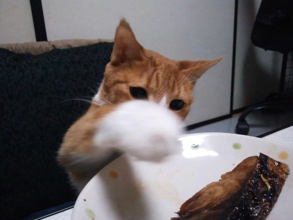 ほっと一安心・・・食べるようになってくれた茶くん