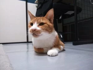 気が狂うほどの状況にもかかわらず・・・・・・。 気が狂うほどの状況にもかかわらず・・・・・・。