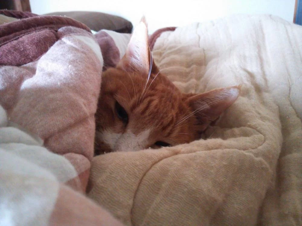 茶　猫