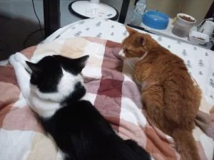 脱水より口内炎か？戦いはつづく・・・・・。